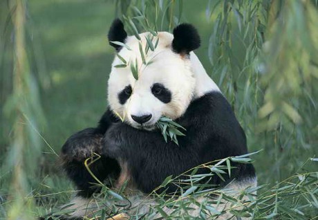 giant-panda[1].jpg